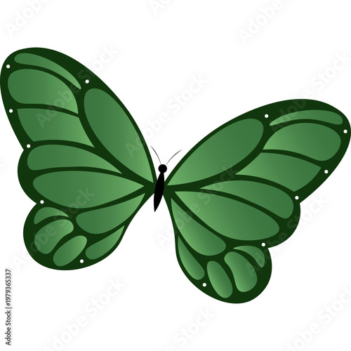 Butterfly Illustration
