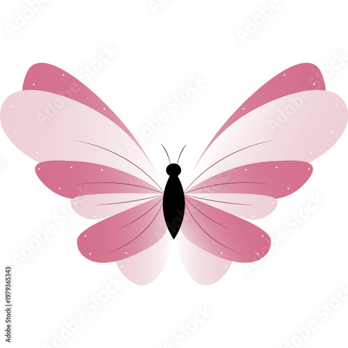 Butterfly Illustration
