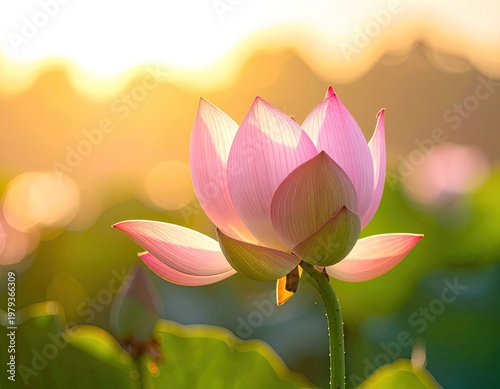 A vibrant pink lotus flower blooms gracefully in a tranquil pond, bathed in the warm glow of the setting sun, creating a serene and picturesque scene.
