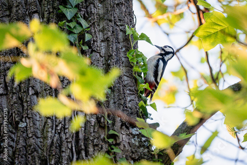 The great spotted woodpecker