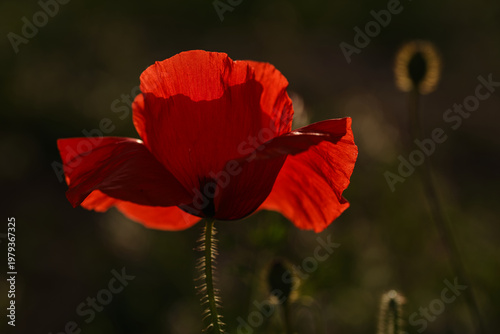 Φωτογραφία Single red poppy flower backlit by warm evening sunlight with soft background and glowing petals