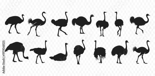 Ostrich Bird Silhouette standing tall on two powerful legs, Line Drawing, Wildlife
Africa Monochrome Vector Illustration