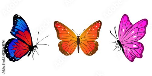 Butterfly Illustration