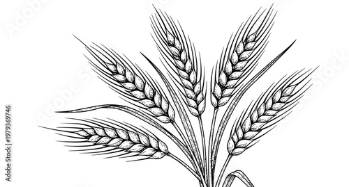 Hand Drawn Wheat Retro Ink Sketch Vector Illustration