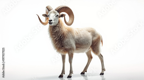 Majestic white ram with large curved horns standing on white background looking alert and strong symbolizing power and resilience in a clean and minimalist setting