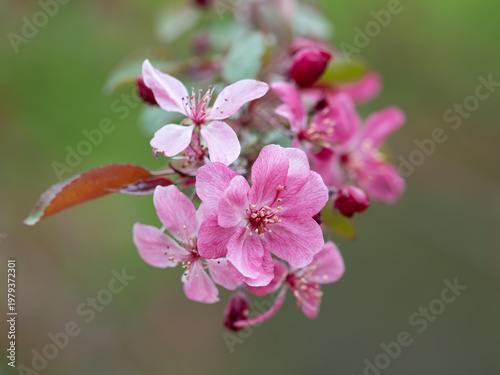 愛らしいヒメリンゴの花