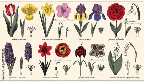 A colorful vector illustration of various flowers, including tulips, daffodils, and roses, on a cream background.