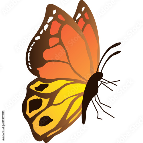 Butterfly Illustration