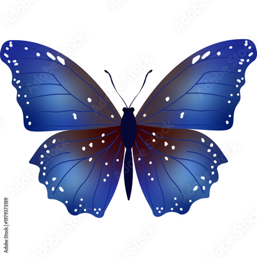 Butterfly Illustration