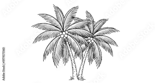 Hand Drawn Coconut Palm Trees Ink Sketch Vector Illustration