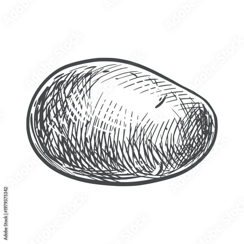 Potato sketch. Vector illustration of the vegetable in an engraving style. A whole root vegetable isolated on a white background. Hand-drawn, imitating etching.