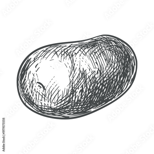 Vector potato sketch. Line drawing of this nutritious root vegetable. Imitation of ink engraving. Hand-drawn. Whole potato on a white background.