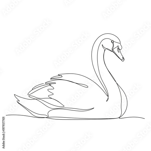 Swan bird waterfowl illustration line art.