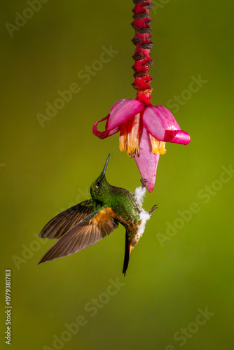 Buff-tailed coronet clings under pink banana flower