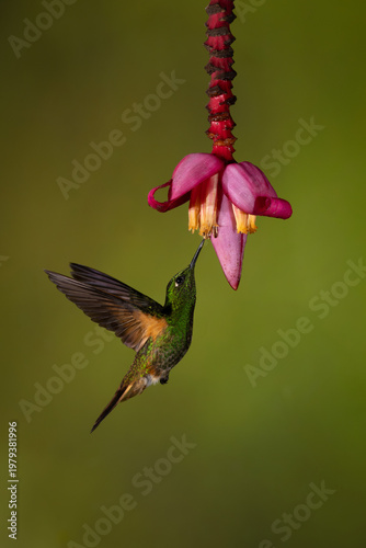 Buff-tailed coronet hovers drinking under banana flower