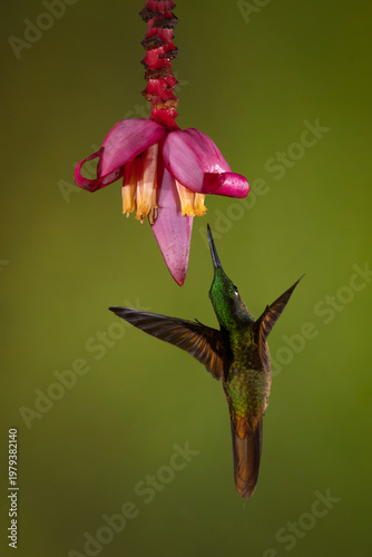 Fawn-breasted brilliant flaps wings under banana flower