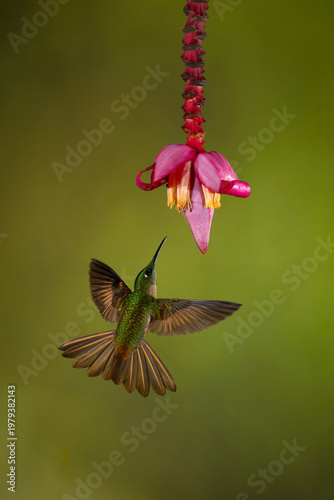 Fawn-breasted brilliant flies towards pink banana flower