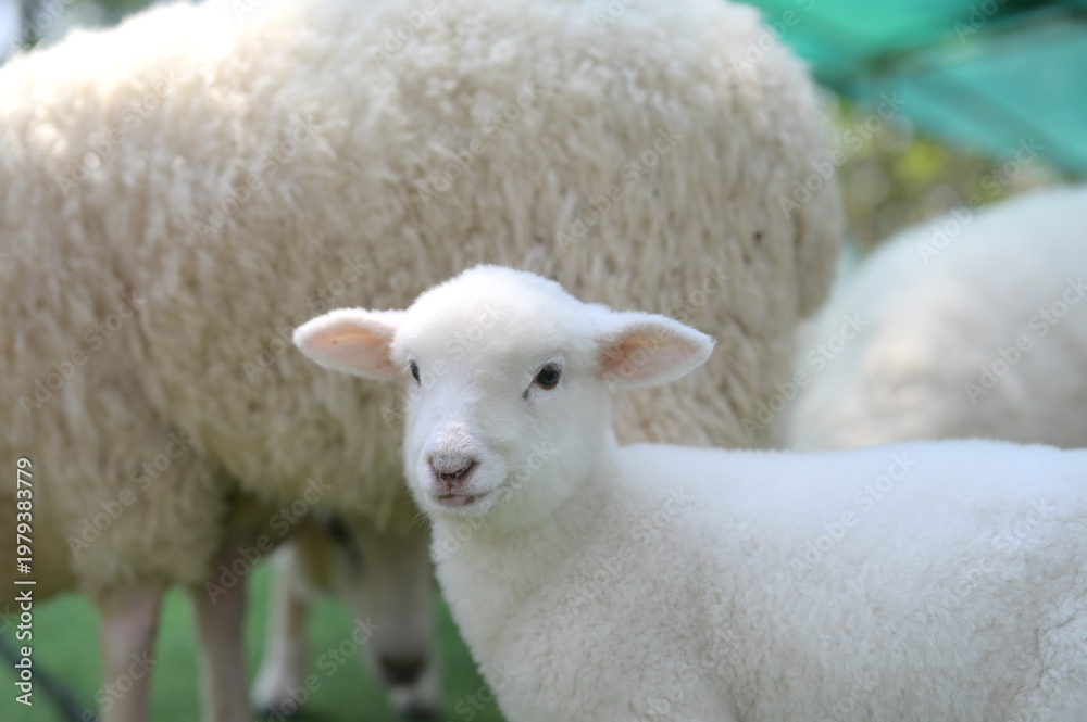 Obraz premium A close-up of a white lamb looking at the camera with fluffy sheep in the background, set outdoors with soft natural lighting.