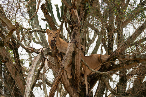 Two Tree-Climbing Lionesses Resting in a Tree in Queen Elizabeth National Park in Uganda, Africa