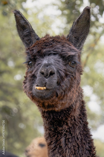 Funny alpaca portrait showing teeth close up