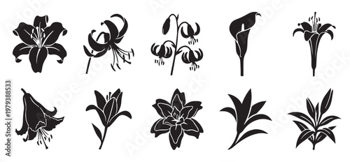 Black lily flower silhouette set, 10 botanical floral vector icons, elegant lily blossoms and buds for wedding invitations and logo design
