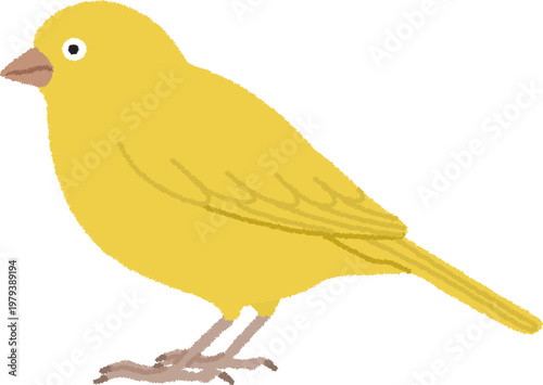 カナリアのイラスト