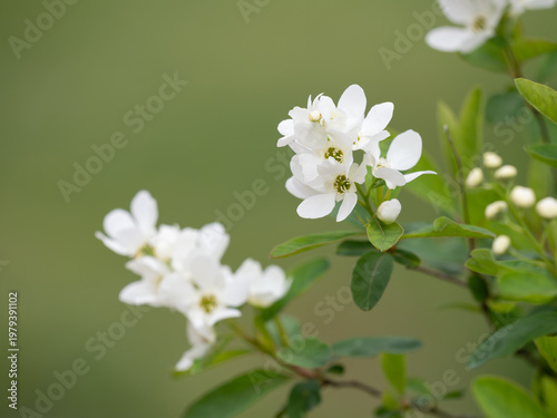 清楚で美しいリキュウバイ