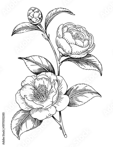 Obraz na płótnie Hand drawn camellia blossoms and buds on branch in antique botanical ink line art composition