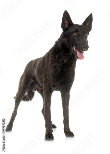 Obraz na plátne dark dutch shepherd