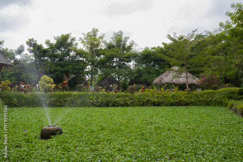 Tropical green pond covered with water hyacinth and traditional thatched gazebos