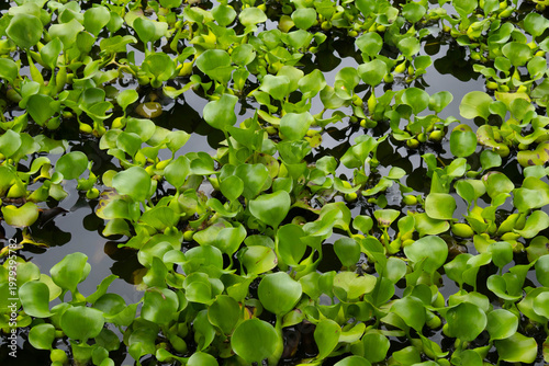 Lush green water hyacinth plants floating densely on a pond surface