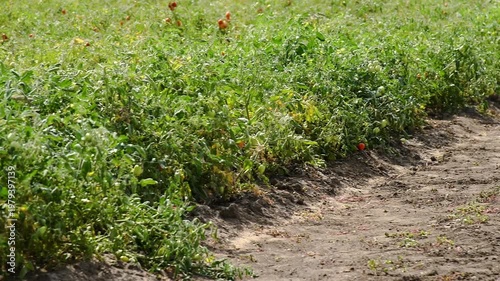 A rich harvest of tomatoes growing outdoors in a farmer's field.