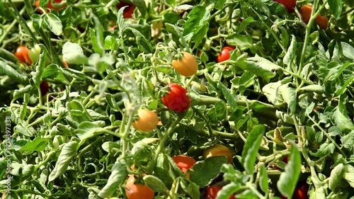 Growing tomatoes in the field