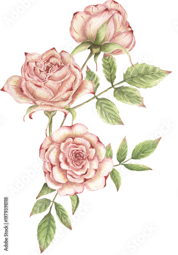 Watercolor delicate pink roses, and leaves bouquet illustration, garden floral arrangement clipart, flowers clip art