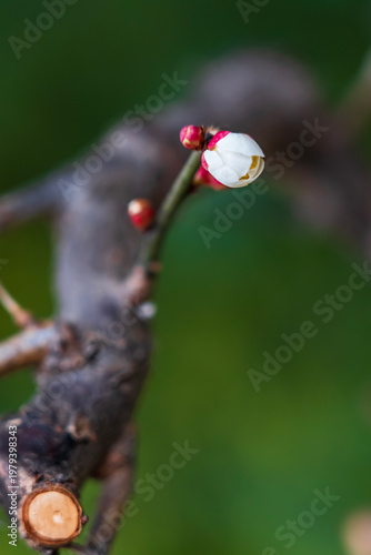 Photos Close-up of Early Spring Plum Blossom Buds
  Qingchuan Pavilion, Wuhan