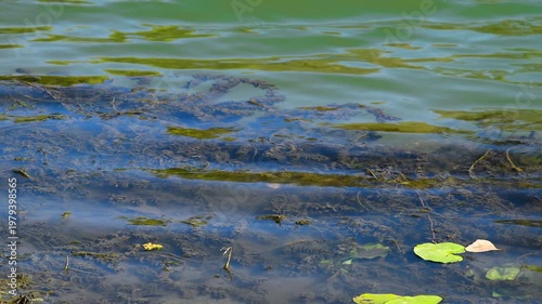 A close-up of the water of a pond, lake, or slow-flowing river, with a greenish-yellow tint.