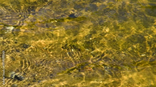 A close-up of the water of a pond, lake, or slow-flowing river, with a greenish-yellow tint.