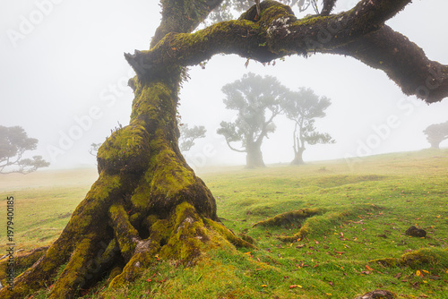 Old and crooked Laurel trees in the fog, Madeira Portugal