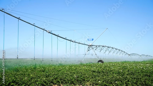 Automatic irrigation system (sprinkler system) that waters plants in a potato field.