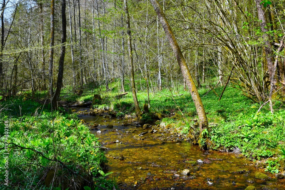 Fototapeta premium Grabnarica creek in springtime with herbaceous plants covering the forest in Gorenjska, Slovenia