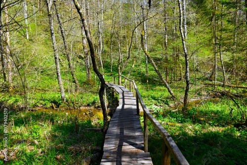 Wooden walkway at Grabnarica forest in springtime in Gorenjska, Slovenia