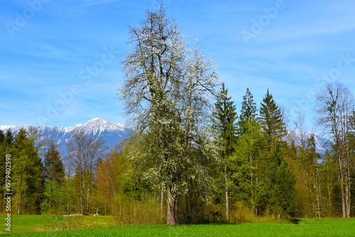 White flowering tree at a meadow in spring with Stol mountain in Gorenjska, Slovenia