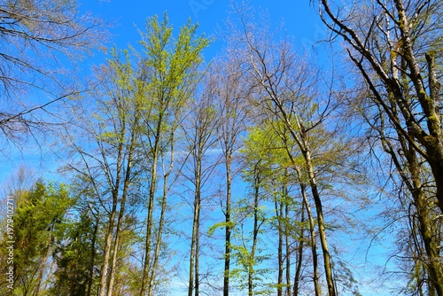 Green spring foliage at temperate deciduous broadleaf beech forest