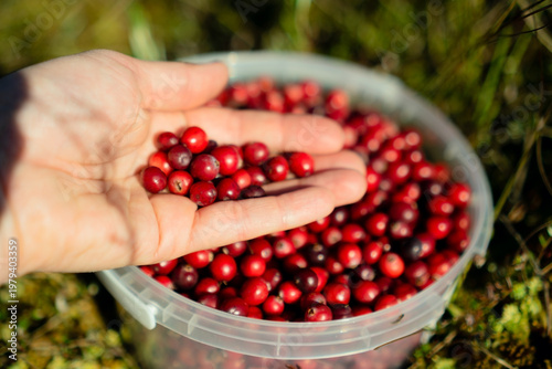 Bright cranberries in hands over a bucket in a natural environment, capturing the vibrant colors and freshness of the berries.