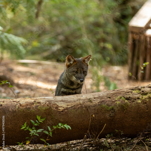 Darwins Fox (Lycalopex fulvipes) also known as Zorro chilote. Chiloé, Chile.