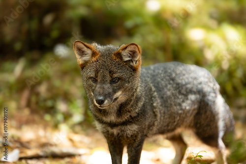 Darwins Fox (Lycalopex fulvipes) also known as Zorro chilote. Chiloé, Chile.