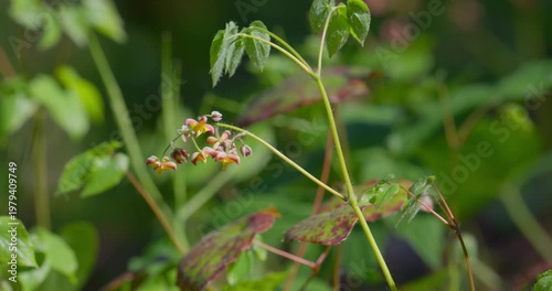 Alpine barrenwort (Epimedium alpinum) in bloom in forest