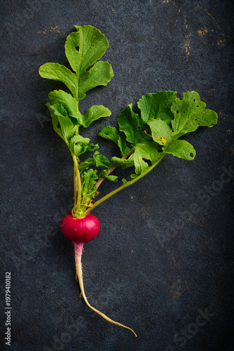 Red radish freshly picked from the garden