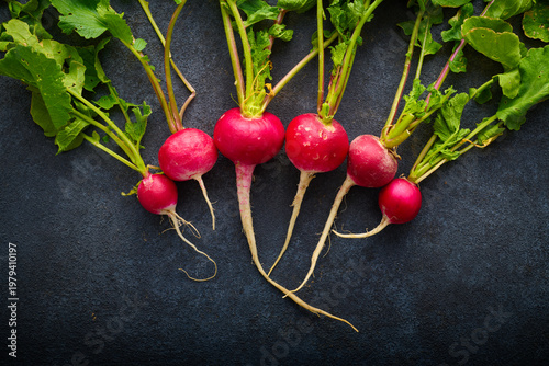 Red radishes freshly picked from the garden