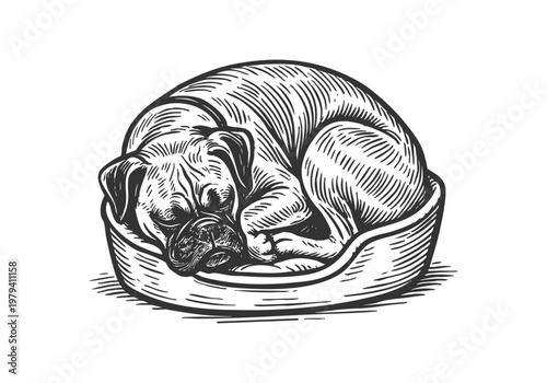 Boxer dog hand drawn simple sketch vector illustration